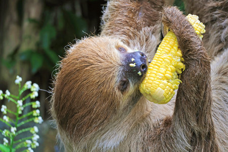 Closeup of a Linnaeus's Two-toed Sloth Eating a Sweet Corn while Closing Eyes