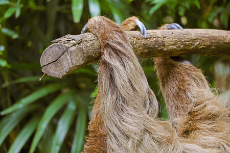 Closeup of Curved and Sharp Claws of a Linnaeus's Two-toed Sloth