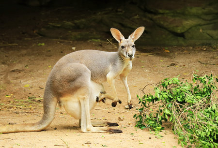 Red Kangaroo with her baby in the pouch