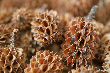 Closeup of pile of natural dry mini pine conesの写真素材