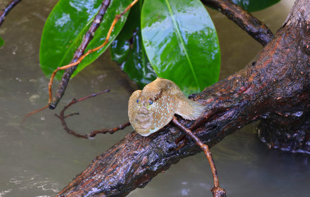 Mudskipper Sunbathing on the Mangrove Tree Root, Chonburi, Central Region of Thailand