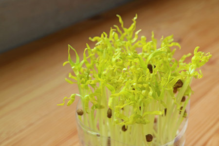 Closeup of Pale Green Water Spinach Microgreens after Blackout Period Continue Growingの写真素材