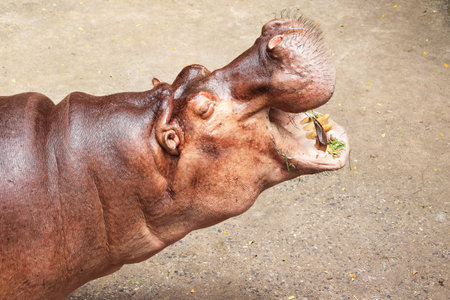 Closeup of Adult Common Hippopotamus