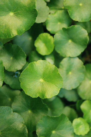 Closeup of Water Pennywort Growth as Edible Houseplantの写真素材
