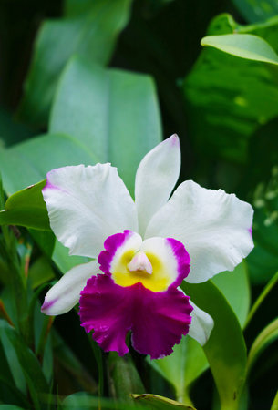 Stunning White and Magenta Cattleya Orchid Blossoming in the Gardenの写真素材