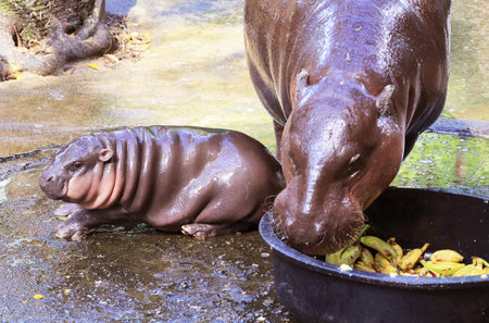 Adorable 3 Months Old Chubby Baby Pygmy Hippo Waiting for Mother During her Mealの写真素材