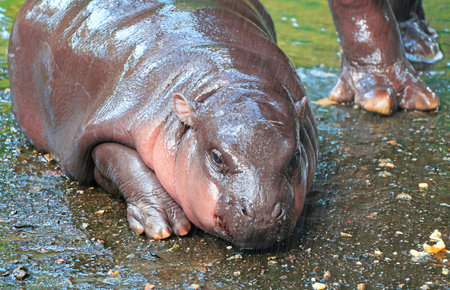 Closeup of an adorable 3 months old baby Pygmy Hippo at the shower time beside her motherの写真素材