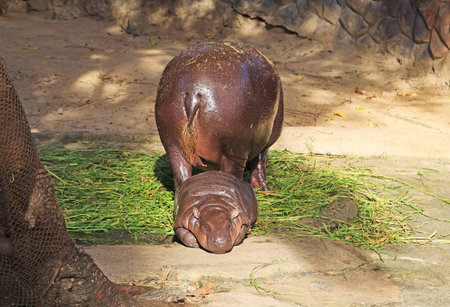 Sleepy chubby baby Pygmy Hippo Waiting for Mother During her Mealの写真素材