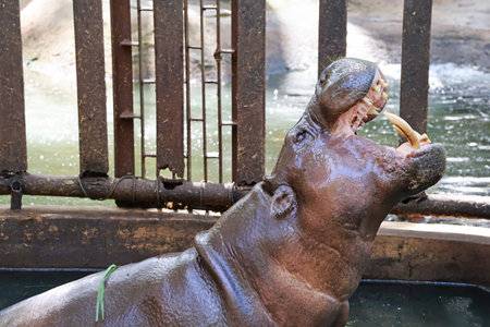 Over 20 Years Old Adult Male Pygmy Hippopotamus Gaping in his Pondの写真素材