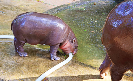 Adorable curious baby Pygmy Hippo biting water hose at her enclosure cleaning timeの写真素材