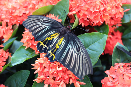 Gorgeous Troides Helena or Common Birdwing Collecting Nectar on Coral Red Blooming Ixoraの写真素材