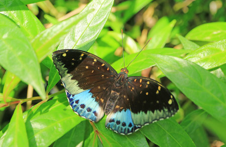 Stunning Lexias Pardalis or Common Archduke Resting on Vibrant Green Foliageの写真素材