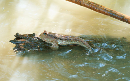 Mudskipper Relaxing on Mangrove Tree Branch, Central Region of Thailandの写真素材