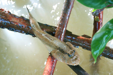 Closeup of a Mudskipper Climbing onto the Mangrove Tree branch, Chonburi Province, Gulf of Thailandの写真素材