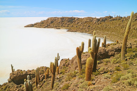 Isla Incahuasi rocky outcrop filled with large Trichocereus Pasacana cactus on the vast salt flats of Salar de Uyuni, Bolivia, South Americaの写真素材