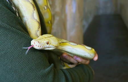 Closeup of a Pale Yellow Albino Ball Python (Python Regius)
