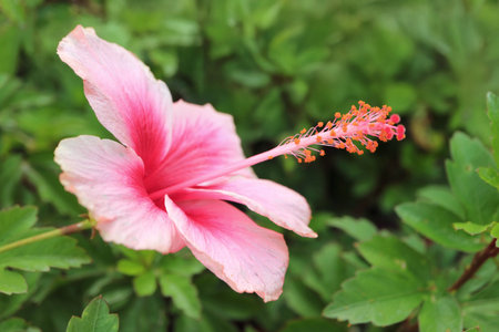 Closeup of Stunning Gradient Pink Hibiscus Flowerの写真素材