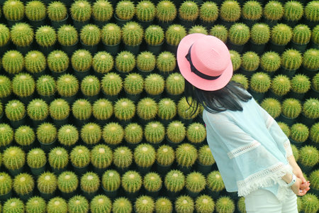 Woman in Pink Hat Being Impressed with Amazing Numerous Rows of Potted Golden Barrel Cactus Plantsの写真素材