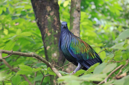 Nicobar Pigeon, a tropical bird which has stunning iridescent plumage with shades of green, blue and copperの写真素材