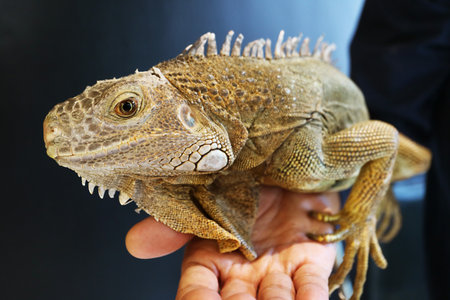 Closeup of Amazing Detail of Green Iguana's Headの写真素材