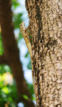 A Brown Southeast Asian Chameleon Calming on the Tree Trunkの写真素材