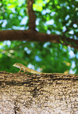 Closeup of a Lizard Crawling on a Tropical Tree Branchの写真素材
