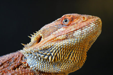 Closeup of Stunning Detail of a Bearded Dragon's Faceの写真素材