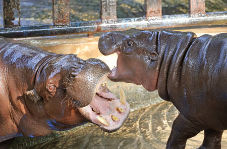 Closeup of a Pygmy Hippo calf interacting with her mother while waiting for breakfast
