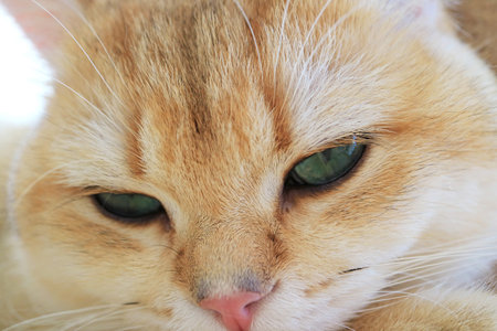 Closeup of an Adorable Sleepy Golden Shaded British Shorthair Catの写真素材