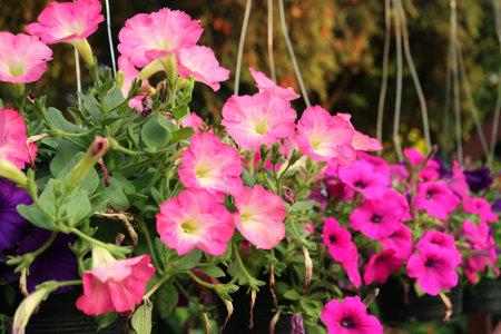 Row of Potted Gorgeous Hot Pink Petunias Blooming in the Yardの写真素材