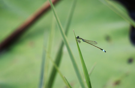 Closeup of a dragonfly resting on the vibrant green grassの写真素材