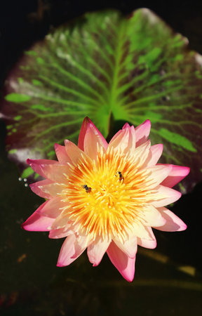 Gorgeous Pink Waterlily with Two Little Bees Collecting Nectar on its Yellow Pollenの写真素材