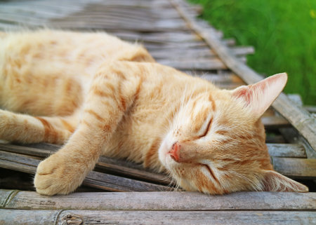 Cute Golden Brown Cat Napping on the Bamboo Bridgeの写真素材