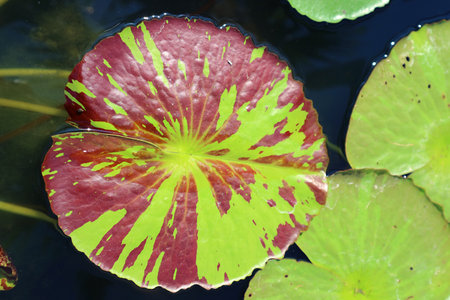 Beautiful Deep Purple Red and Green Variegated Water Lily Pad Floating in the Pondの写真素材