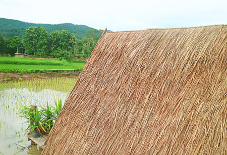 Thatched roofed pavilion on a lush paddy field of immature rice plants, Central region of Thailandの写真素材