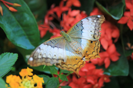 Closeup of Vindula Dejone Butterfly with Its Intricate Patterned Wings Resting on Red Blooming Ixoraの写真素材