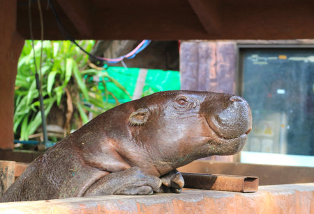 Curious Female Adult Pygmy Hippopotamus Climbing on her Enclosure Fenceの写真素材