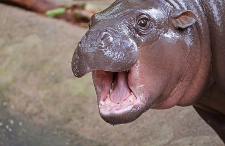 Closeup of an eight months old adorable Pygmy Hippo calf gaping to show her tiny teeth