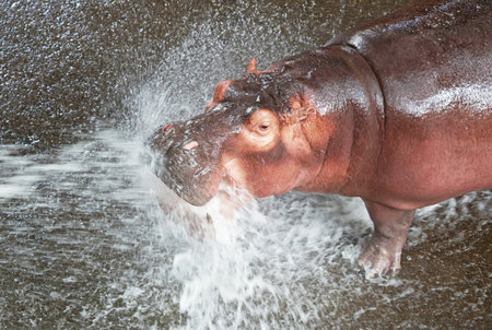 Beautiful adult Common Hippopotamus having fun with the high pressure water when filling her pondの写真素材