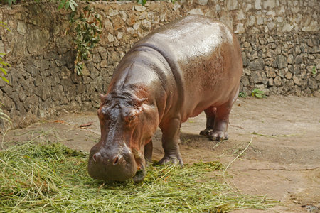 Nearly 60 years old and still healthy adult Common Hippo, the eldest Hippopotamus in Thailand having meal in her enclosureの写真素材