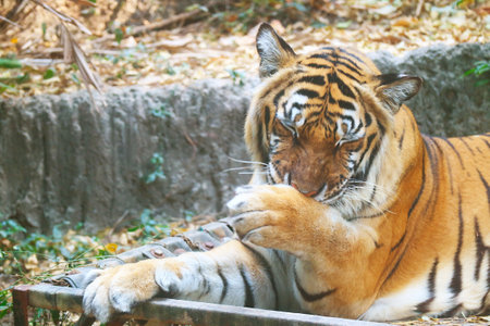Closeup of an Adult Bengal Tiger Grooming Itselfの写真素材