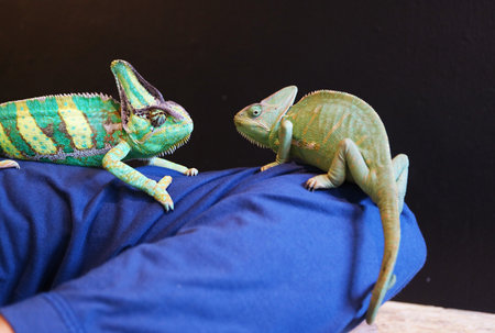 Closeup of Male and Female Chameleon Crawling on Human's Armの写真素材