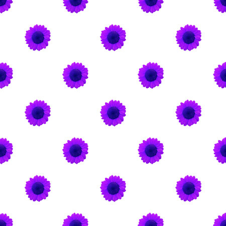 Seamless Pattern of Vibrant Purple Sunflowers Isolated on Transparent Background, PNG fileの写真素材
