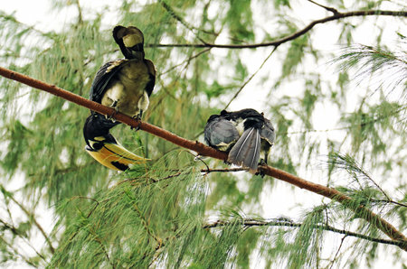 Pair of Oriental Pied Hornbills found on Koh Paluai, the biggest island in Ang Thong archipelago, Thai Gulf, Surat Thani province, southern Thailandの写真素材