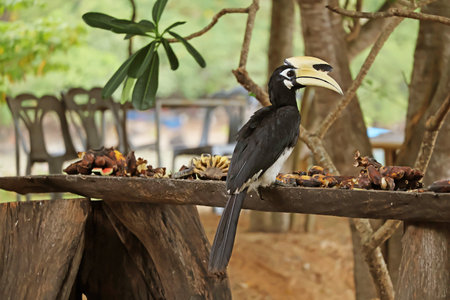 A male Oriental Pied Hornbill on Koh Paluai island with some fruits left for them by the island...
