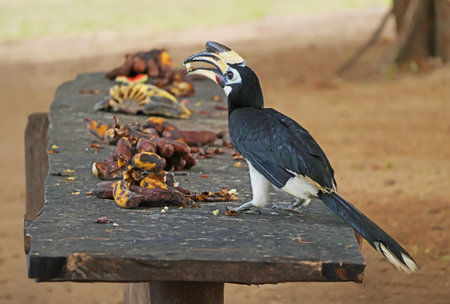 Female Oriental Pied Hornbill on Koh Paluai island Eating bananas left for them by the island dwellers, Ang Thong archipelago, Thai Gulf, Surat Thani, Thailandの写真素材