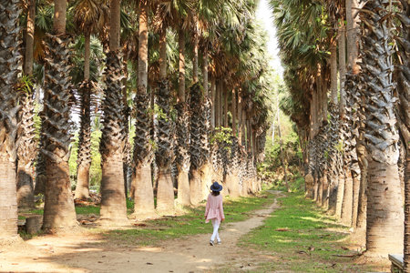 Woman Walking Along the Plantation of Toddy Palm or Palmyra Palm Treeの写真素材
