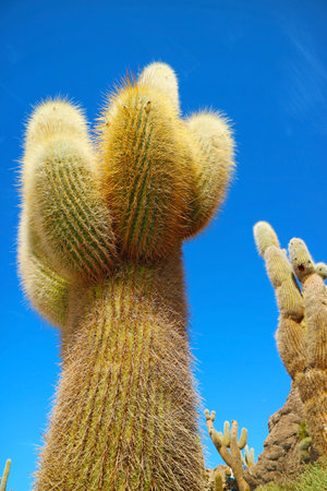 Large Group of Gigantic Trichocereus Pasacana Cactus Plants on Isla Incahuasi or Isla del Pescado Rocky Outcrop Located in the Middle of Uyuni Salt flats, Bolivia, South Americaの写真素材