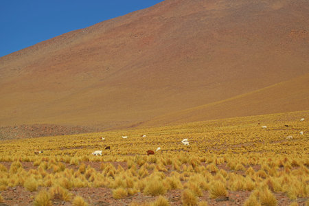 Group of Llamas Grazing in the Stipa Ichu Grass Field at the Andes Foothills, Puna Grassland, the Bolivian Altiplano, Bolivia, South Americaの写真素材