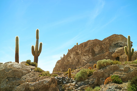 Incredible Rocky Outcrop on the Uyuni Salt Flats Known as Isla del Pescado or Isla Incahuasi with Uncountable Giant Cactus Plants, Bolivia, South Americaの写真素材
